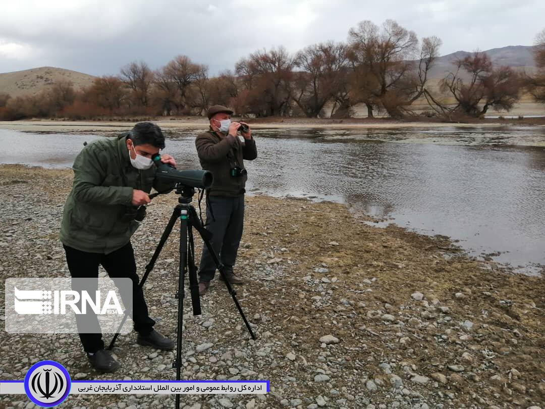 بیماری آنفلوانزا در زیستگاه‌های طیور بومی و پرندگان مهاجر مهاباد مشاهده نشد